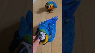 청금강 앵무 1월 4일, 1월 6일 생