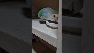 먹을 땐 새도 건들지 말아요#앵무새 #모란앵무 #parrot #lovebird