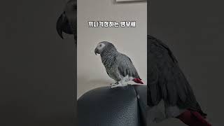 끼니 걱정하는 앵무새?! 너무 귀엽잖아? / 회색앵무 …