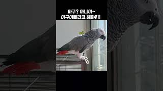 이렇게 따라한다고?! / 회색앵무 랄라 / #shorts #말하는앵무새