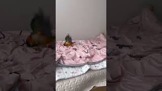 놀때는 뛰어야지 #birds #birdslover #c…