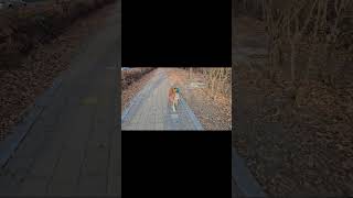 개 타는 앵무새 #앵무새 #parrot #마카우앵무새 …