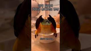 카이큐의 짧짧한 뒤태 #shorts #parrot #c…