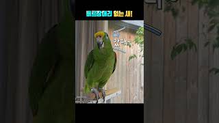 일루와봐 #parrot #앵무새 #동물