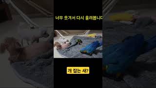 웃겨서 다시 올려봅니다 개황당 #birds #앵무새 #댕댕이
