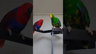 뉴기니아 앵무 두루와 귤이. #parrot #birds…