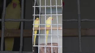 오색 청해 앵무 현재 알4개 산란 하여 포란중