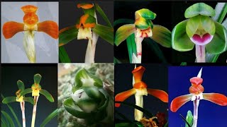 4월2일 좋은 품종들 다양하게 10분 준비했습니다