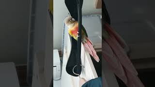 앵무새살구 옷걸이 위에서 노는 살구띠