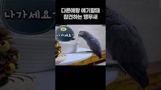 다른애랑 얘기할때 참견하는 앵무새  회색앵무 잠바