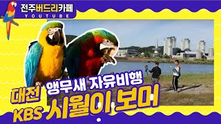 [앵무새자유비행]  청금강 시월이,홍금강 보미 대전KBS