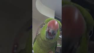 #목도리앵무 #나의 베스트프렌드를 소개합니다 #집사랑카메라 가지고 놀기