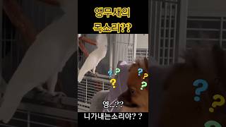전생에 개 였다는 앵무새 개소리 대박!!