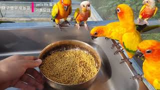 펫츠라이프(Pet's life) 앵무새펠렛사료 기호도테스트