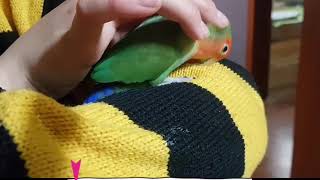 앵무새 처음 키울때 한마리? 두마리? 몇마리가 좋을까?