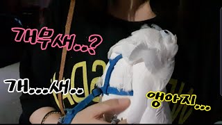 파우더와 소음을 이기는 코카투의 필살애교 안겨서 산책하…