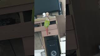 앵무새살구 컴터 책상에 매달려 뭐라 뭐라 쫑알 거리는 …