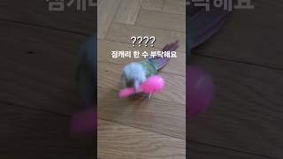 앵무새 마라카스 춤 추기. (짐캐리형님과 함께)#코뉴어 #코뉴어앵무새 #앵무새개인기#시나몬코뉴어