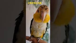 귀여운 노랑머리카이큐 아코 #shorts