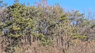 #말하는 앵무새 #아마존이큐와 하이브리드코카투 이든의 오늘비행#양평옥천면에서 비행#까페마카우양평근처