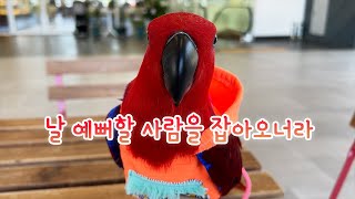 앵무새와 송도현대아울렛을 접수하러 가보았습니다