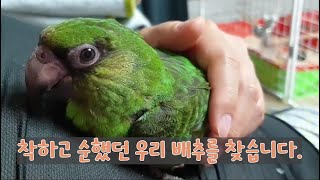 착하고 순했던 앵무새 배추를 찾습니다. #전생같던시절 #우리애가왜저럴깡