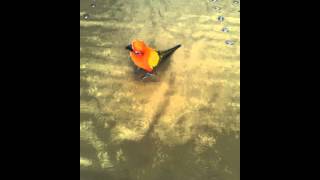 Funny CHOLONG) sun conure is walking(걷는 썬코뉴어 초롱이)