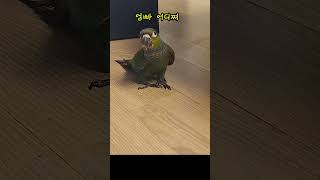 엄빠쫓느라 바쁜 아기앵무새 A cute baby par…