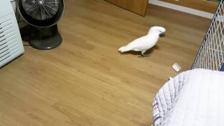 Umbrella Cockatoo "Tae sik" 엄브렐라코카투 태식이