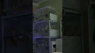 앵무새 집사들이 알람이 필요없는 이유