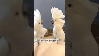 풀파워 막춤? 친구 보고 바로 멈춤ㅋㅋ #코카투 #앵무새 #댄스버드 #풀파워막춤 #댄스본능 #현타 #댄스버틀 #댄스버드챌린지 #댄스새 #댄스