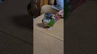 코뉴어앵무새#하랑이#하봉이#parrot#cute