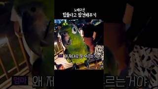 노래 힘든구간 못하는 앵무새한테 참견하는 앵무새 #아랑이 #parrot #funny