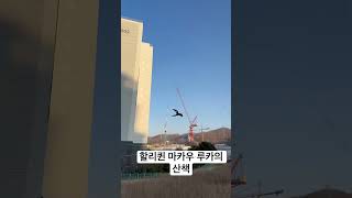 할리퀸 마카우 루카 산책