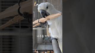 물리면 손가락 짤리나요?? 장난감 가지고노는 델타 #델…