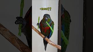 아기앵무새의 선택은? #크림슨벨리드코뉴어 #cuteparrot #funnyparrot #앵무새키우면좋은점 #아파트에서키우기좋은앵무새 #아기새키우기 #힐링동물영상 #아기앵무새성장
