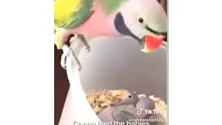 말하는 앵무새