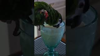 #앵무새 #한스마카우 @13세. 남자. 지루비. 콩물 먹으며  "맛있다.마씻다"