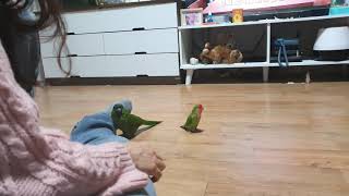 한스마카우 코코와 모란앵무 초롱이