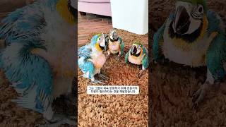 한 남자가 알을 잘못 품고 있는 마코앵무새를 발견한 후...