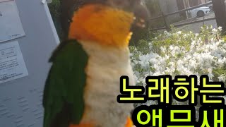 노래하는 앵무새(검은머리카이큐/큐리)