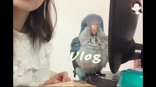 [일상 vlog] 퀘이커앵무랑 함께하는 출근준비| 난과…