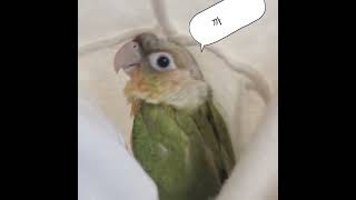 #코뉴어앵무새 #앵무새훈련 #앵무새키우기 체온을좋아해요…