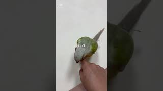 저는 앵무새가 없…. 없어요^^#코뉴어 앵무새#코코