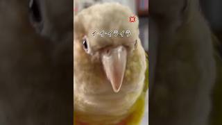 イ・イ・イライラ 잘 모르지만 코코도 도전!!!#코뉴어#…