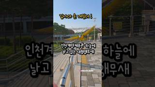 인천계양체육관에서 앵무새의 자유로운 비행 산책