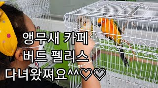 공서연.(앵무새)앵무새 카페.버드펠리스.날개.발톱손질.2020.8.23