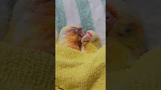 잠이 솔솔솔~                       …