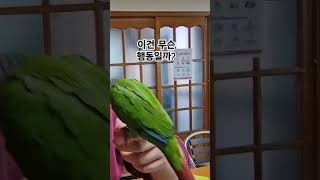 앵무새를 관찰 중   #제스츄어 #앵무새