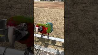 마카우 앵무새의 3각관계